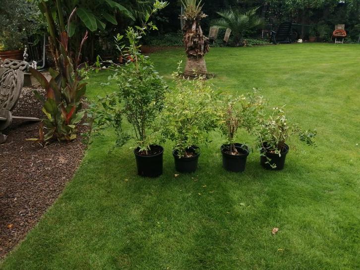 Granaatappel boompjes/struikjes, Tuin en Terras, Planten | Struiken en Hagen, Ophalen