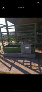 Basucle de pesage  bovin, Enlèvement