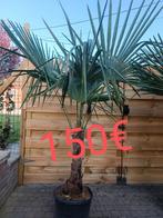 SUPER PROMO, Tuin en Terras, Planten | Bomen, Ophalen, Palmboom