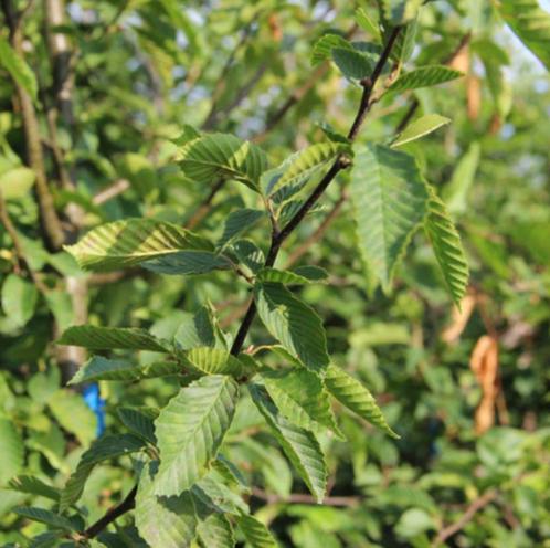 Carpinus betulus 180/200 Kluit Haagplant, Tuin en Terras, Planten | Struiken en Hagen, Haag, Haagbeuk, Ophalen