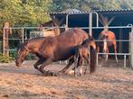 Hengstveulen Zangersheide, Springpaard, Gechipt, Niet van toepassing, 0 tot 2 jaar