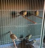 Kanarie, Dieren en Toebehoren