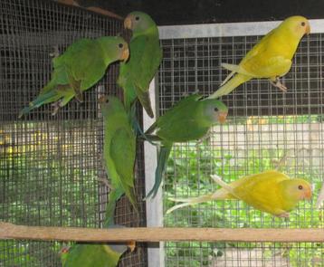 pruimkopparkieten overgoten, Plusieurs animaux, Perruche, Bagué
