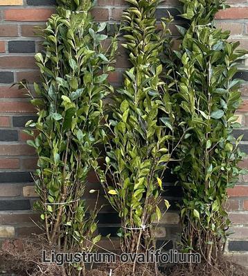 Ligustrum ovalifolium promo  beschikbaar voor biedingen