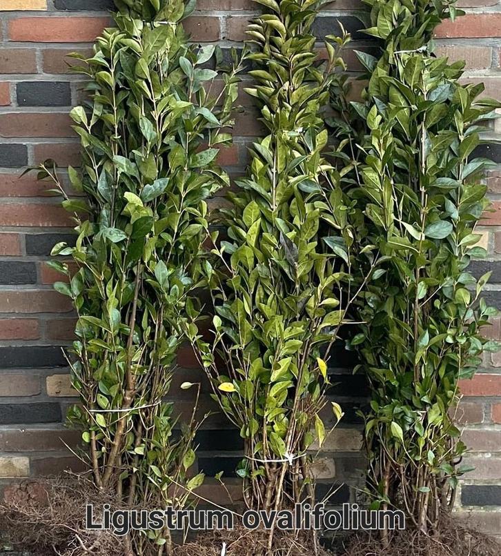 Ligustrum ovalifolium promo, Tuin en Terras, Planten | Struiken en Hagen, Taxus, Ophalen
