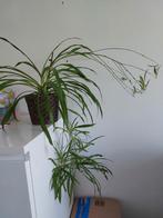 Spinplant met cachepot, Ophalen, Overige soorten, Halfschaduw, In pot