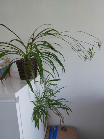 Spinplant met cachepot beschikbaar voor biedingen