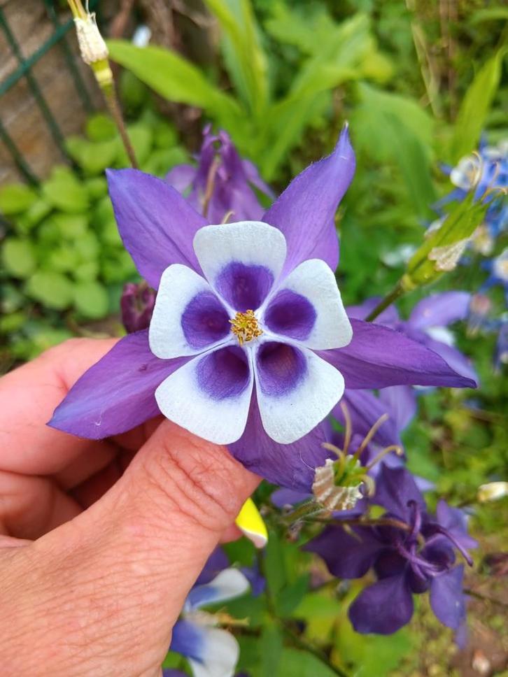 Biologisch Gekweekte Zaden, Tuin en Terras, Bloembollen en Zaden, Ophalen of Verzenden