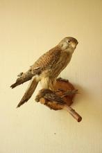 Taxidermie opgezet roofvogeltje, Verzamelen, Dierenverzamelingen, Ophalen of Verzenden, Gebruikt, Opgezet dier