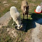 Quassant ooitjes, Dieren en Toebehoren, Schapen, Geiten en Varkens
