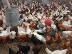 jonge legkippen, Dieren en Toebehoren, Pluimvee, Kip