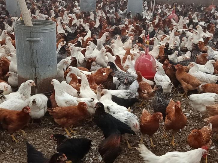 jonge legkippen, Dieren en Toebehoren, Pluimvee, Kip
