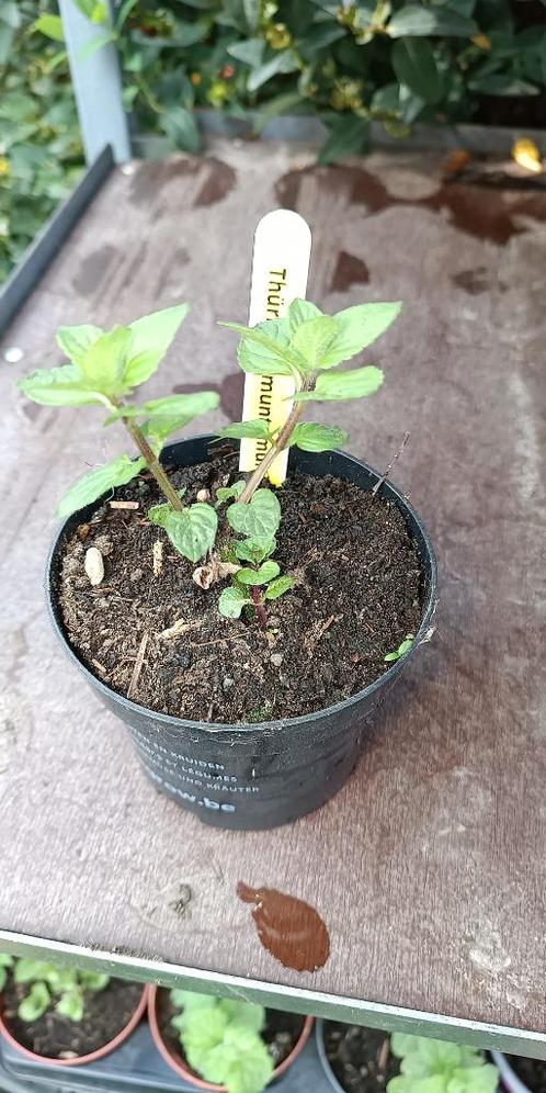 Thüringer munt, Tuin en Terras, Planten | Tuinplanten, Vaste plant, Kruiden, Halfschaduw, Zomer, Ophalen of Verzenden