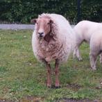 vrouwelijke schapen, Animaux & Accessoires, Moutons, Chèvres & Cochons