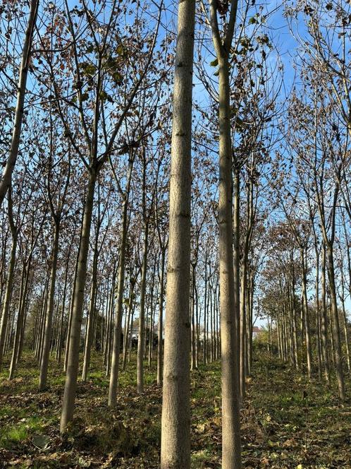 agro ingenieur, Vacatures, Vacatures | Landbouw, Natuur en Milieu, Vast contract, 33 - 40 uur
