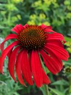 Echinacea - zonnehoed, Jardin & Terrasse, Plantes | Jardin, Enlèvement