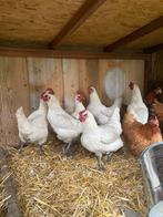 6 poule de bresse kippen, Dieren en Toebehoren