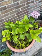 hortensia eigen kweek in grote pot, Ophalen, Nieuw