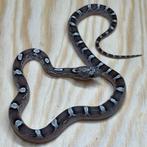 Korenslang 9 maand, Pied sided Anery, Dieren en Toebehoren, Slang, Tam, 0 tot 2 jaar
