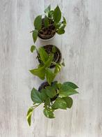 Epipremnum Scindapsus, Huis en Inrichting, Kamerplanten, Ophalen