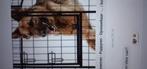 Hondenren binnen acaza, Dieren en Toebehoren, 110 cm of meer, Hondenhok, Zo goed als nieuw, 65 tot 100 cm