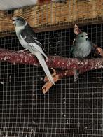 Kakariki, Dieren en Toebehoren