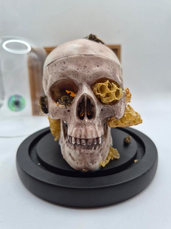 BeeSkull rariteitenkabinet, Antiek en Kunst, Curiosa en Brocante, Ophalen