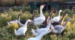 Jonge ganzen, Dieren en Toebehoren, Pluimvee, Meerdere dieren, Gans of Zwaan