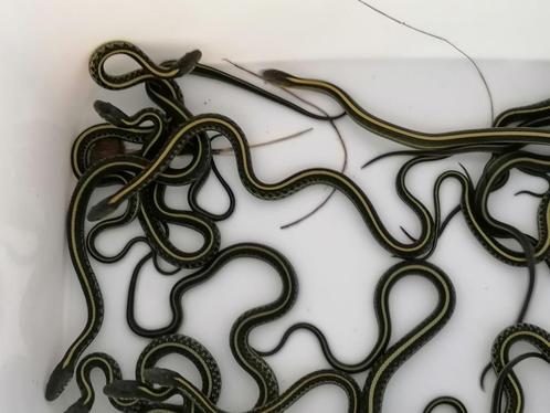 Kousenbandslang, Dieren en Toebehoren, Reptielen en Amfibieën, Slang, 0 tot 2 jaar, Tam