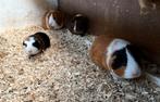 Vrouwelijke cavia’s te koop!, Dieren en Toebehoren, Knaagdieren, Vrouwelijk, Cavia