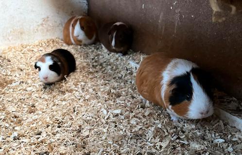 Vrouwelijke cavia’s te koop!, Dieren en Toebehoren, Knaagdieren, Vrouwelijk, Cavia