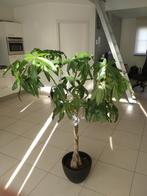 Pachira plant met pot, Ophalen, Volledige schaduw, Overige soorten, In pot