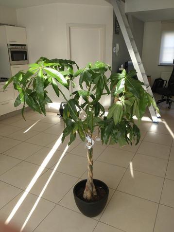Pachira plant met pot beschikbaar voor biedingen