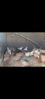 Mannetjes vlees kwartels 5 euro per stuk, Dieren en Toebehoren, Vogels | Duiven