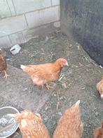 Legkippen, Dieren en Toebehoren, Pluimvee