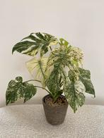 Prachtige Monstera Deliciosa Mint Variegata, Huis en Inrichting, Kamerplanten, Ophalen of Verzenden
