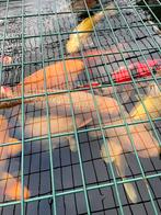 Japanse koi te koop tel 0484508252, Dieren en Toebehoren, Vissen | Vijvervissen