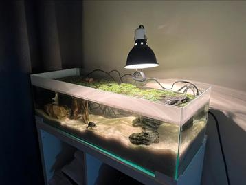 Twee muskusschildpadden + aquarium 