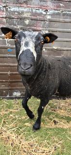 Jaarling ooi baggerbonte, Schaap
