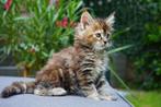 Maine coon, Dieren en Toebehoren, Katten-accessoires, Ophalen of Verzenden