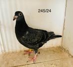Koppel zwarte ‘24, Pigeon voyageur, Plusieurs animaux