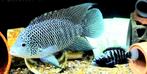 Beani cichliden, Dieren en Toebehoren, Vissen | Aquariumvissen, Vis, Zoetwatervis
