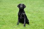 Chiot Labrador à vendre - mâle noir, Animaux & Accessoires, Parvovirose, Un chien, Belgique, Labrador retriever