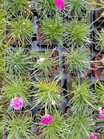 Armeria-Engels gras, Ophalen, Zomer, Vaste plant
