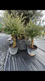 Olijfboom florida, Enlèvement ou Envoi, En pot, Moins de 100 cm, Plein soleil