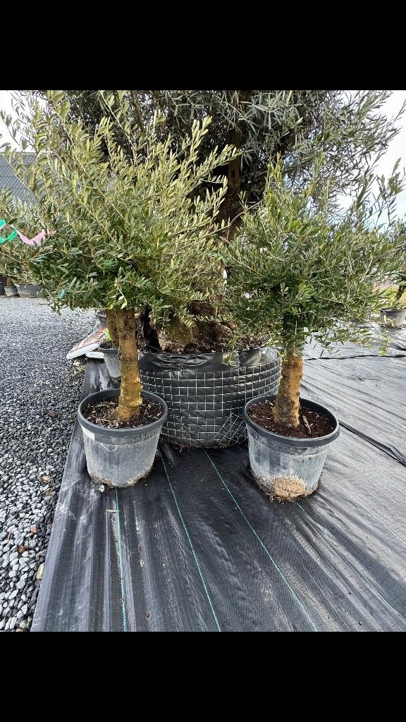 Olijfboom florida, Jardin & Terrasse, Plantes | Arbres, Olivier, Moins de 100 cm, Plein soleil, Été, En pot, Enlèvement ou Envoi