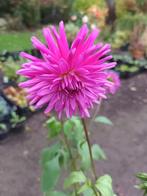 Dahlia paars, Ophalen