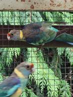 2 jonge barnard parkieten, Dieren en Toebehoren, Meerdere dieren, Parkiet, Geringd