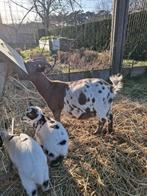 Dwerggeit, Dieren en Toebehoren, Vrouwelijk, Geit, 6 jaar of ouder