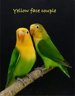 Zeldzame fischeri mutaties aqua en yellow face, Dieren en Toebehoren, Vogels | Parkieten en Papegaaien, Meerdere dieren, Dwergpapegaai of Agapornis